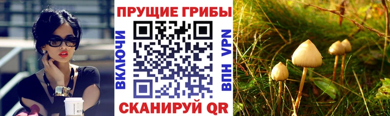 Псилоцибиновые грибы Psilocybe  Дербент 