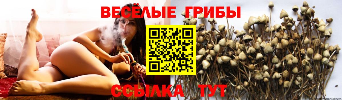 Псилоцибиновые грибы Magic Shrooms Дербент